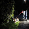 MP4062 LED Headtorch