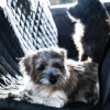MP6527 Pet Rear Seat Protector